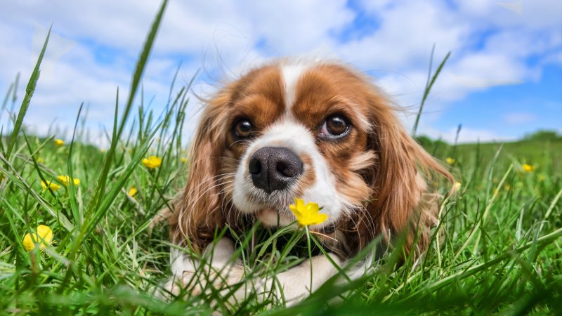 forsidebilde av hund