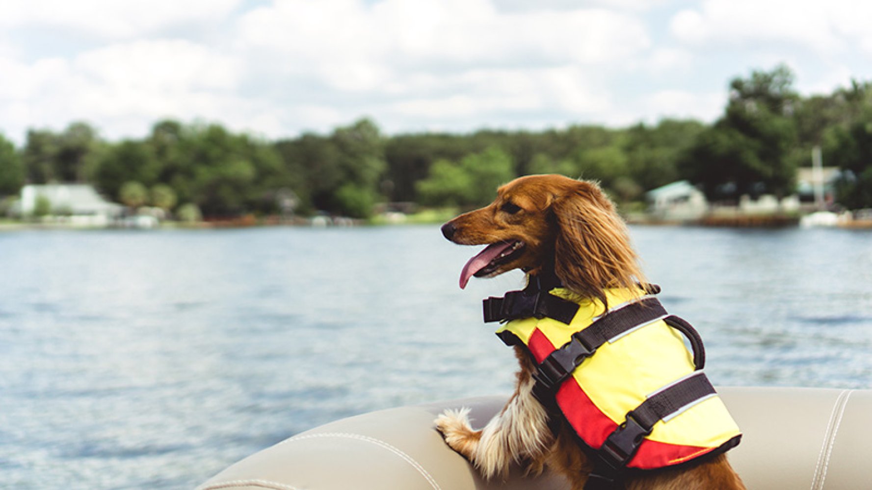 hund i båt med vest