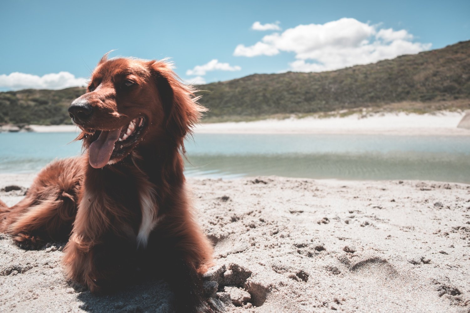 Irsk setter. Sand. Strand. Sol.