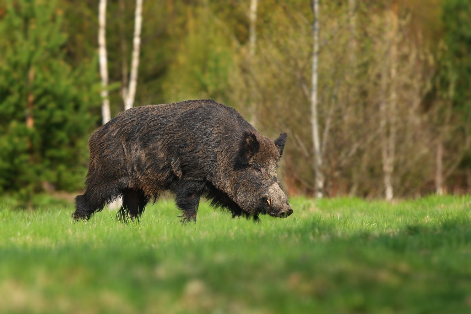 Bildet viser et villsvin på en gresslette 