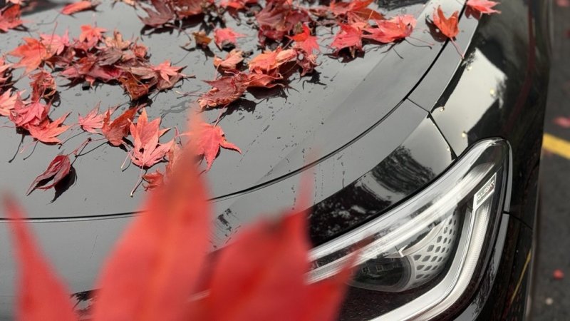 Røde løvblader ligger på panseret til en svart bil