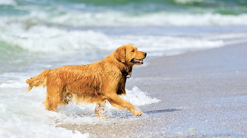 Hund. Badestrand. Vann.